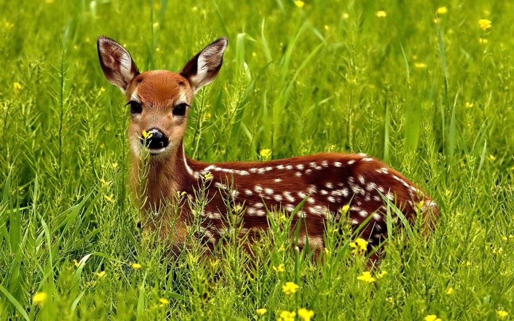 wildlife-hd