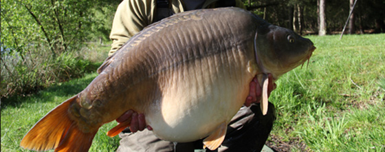 carp_fishing